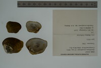 Epioblasma arcaeformis image