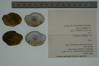 Media resource of Epioblasma biemarginata