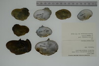 Epioblasma ahlstedti image