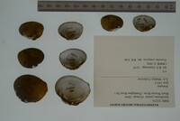 Media resource of Epioblasma penita