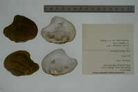 Media resource of Epioblasma lewisii