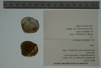 Epioblasma haysiana image