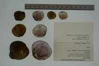 Epioblasma haysiana image