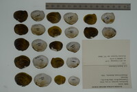 Epioblasma haysiana image