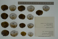 Epioblasma haysiana image