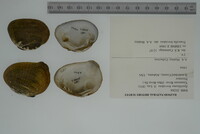 Epioblasma brevidens image