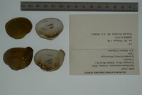 Epioblasma penita image