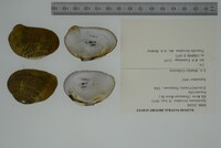 Epioblasma brevidens image