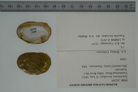 Epioblasma brevidens image