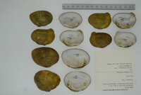 Epioblasma brevidens image