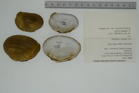 Epioblasma brevidens image