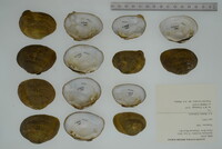 Epioblasma brevidens image