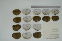 Epioblasma brevidens image