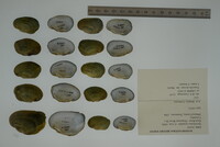 Epioblasma turgidula image