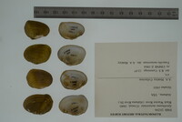 Epioblasma metastriata image