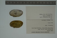 Media resource of Epioblasma lenior