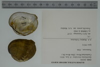 Epioblasma brevidens image