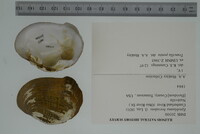 Epioblasma brevidens image