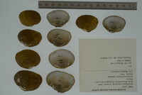 Epioblasma metastriata image