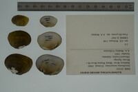 Epioblasma metastriata image