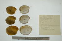 Epioblasma propinqua image