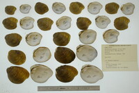 Epioblasma propinqua image