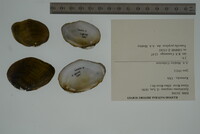 Epioblasma rangiana image