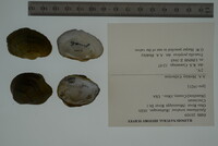 Epioblasma torulosa image