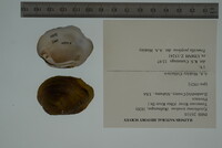 Epioblasma torulosa image