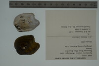 Epioblasma torulosa image