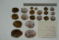 Epioblasma obliquata image