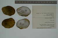 Epioblasma rangiana image