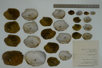 Epioblasma torulosa image