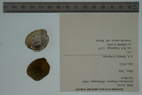 Epioblasma obliquata image