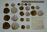 Epioblasma personata image