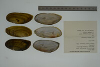 Hemistena lata image