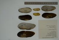 Hemistena lata image