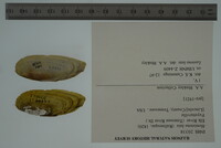 Hemistena lata image