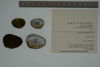 Lemiox rimosus image