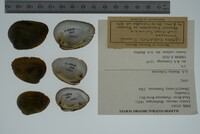 Lemiox rimosus image