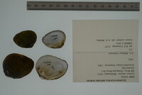 Lemiox rimosus image