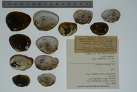 Lemiox rimosus image