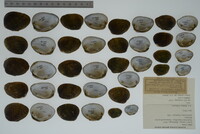 Lemiox rimosus image