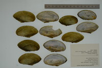 Leptodea leptodon image