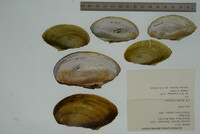 Leptodea leptodon image