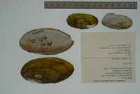 Leptodea leptodon image