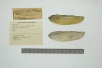 Chelidonopsis hirundo image