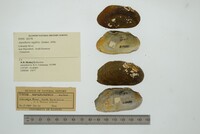 Media resource of Aspatharia rugifera