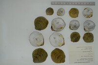 Cyprogenia stegaria image