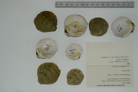 Cyprogenia stegaria image